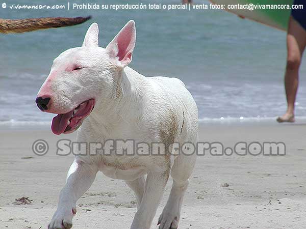 Vivamancora.com