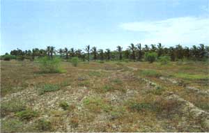 Foto Terrenos en Venta