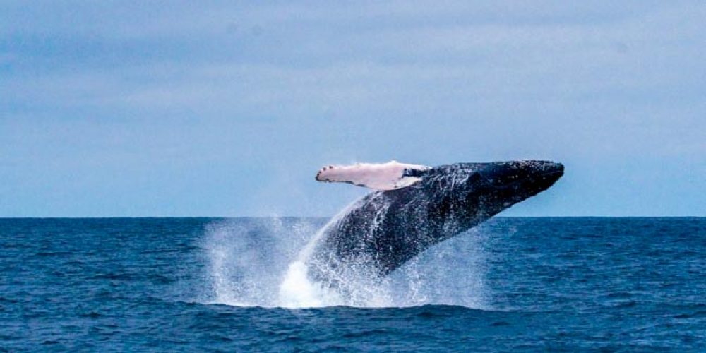 Las ballenas jorobadas ya se divisan desde Máncora y playas cercanas