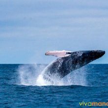 Las ballenas jorobadas ya se divisan desde Máncora y playas cercanas