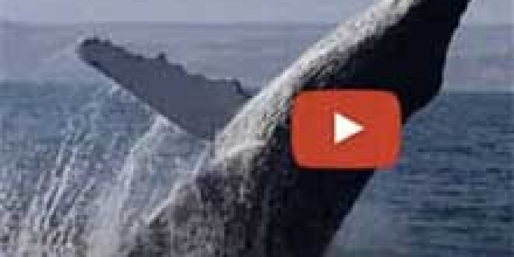 Pacífico Adventures lanza video sobre sus Tours de Ballenas