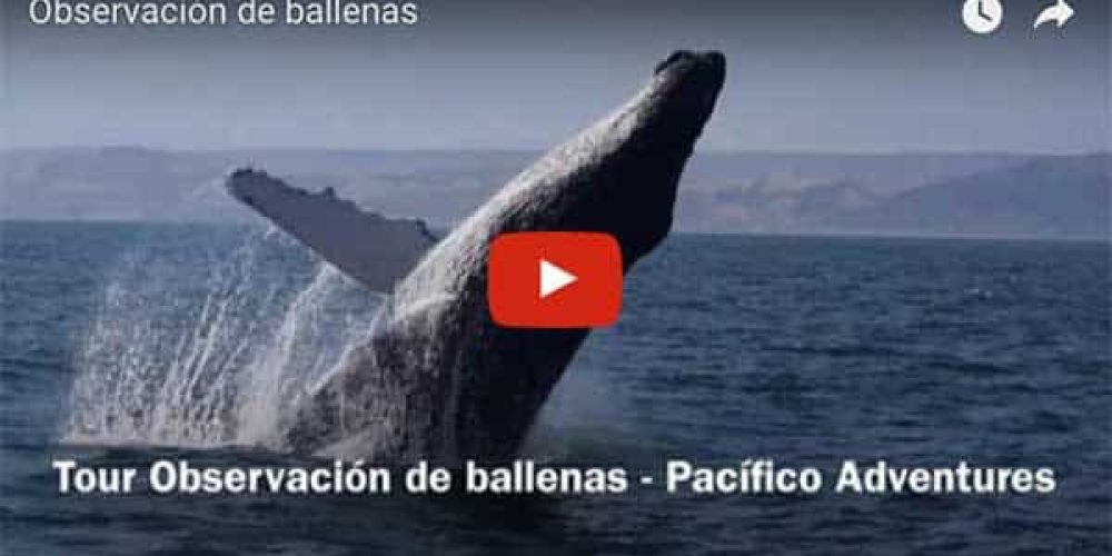 Pacifico Adventures release a new Whale Watching Video Tour