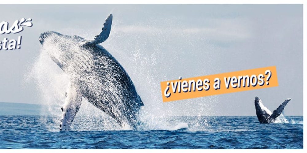 Ballenas a la Vista!, la nueva «promo» de Vichayito Bungalows & Carpas